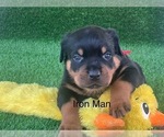 Small #9 Rottweiler