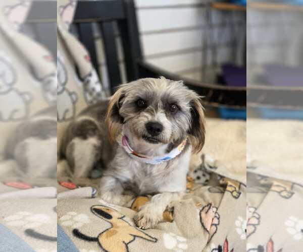 Medium Photo #2 Shih Tzu-Unknown Mix Puppy For Sale in Amarillo, TX, USA