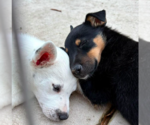 Small Photo #7 Mutt Puppy For Sale in Davis, CA, USA