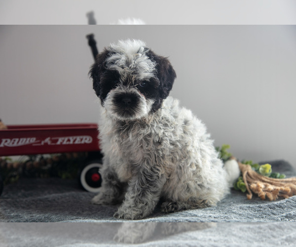 Medium Photo #7 Poodle (Miniature)-Portuguese Water Dog Mix Puppy For Sale in FREDERICKSBURG, OH, USA