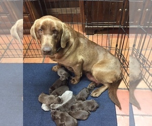 Mother of the Labrador Retriever puppies born on 03/07/2019