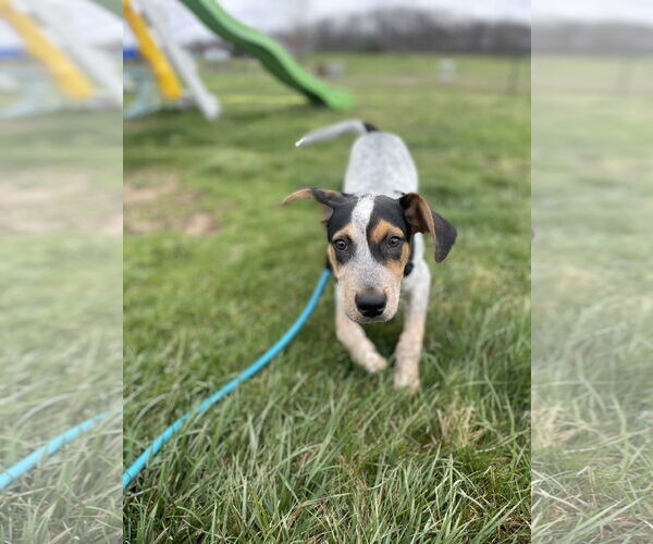 Medium Photo #5 Coonhound-Unknown Mix Puppy For Sale in Clinton , MI, USA