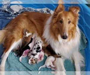 Mother of the Collie puppies born on 03/20/2019