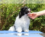 Small #3 Poodle (Toy)