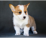 Small Photo #15 Pembroke Welsh Corgi Puppy For Sale in WAKARUSA, IN, USA