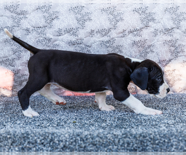 Medium Photo #55 Great Dane Puppy For Sale in WAKARUSA, IN, USA