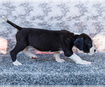 Small #3 Great Dane