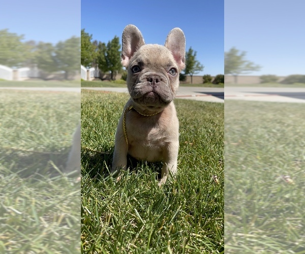 Medium Photo #4 French Bulldog Puppy For Sale in WEST HILLS, CA, USA