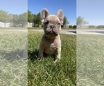 Small Photo #4 French Bulldog Puppy For Sale in WEST HILLS, CA, USA