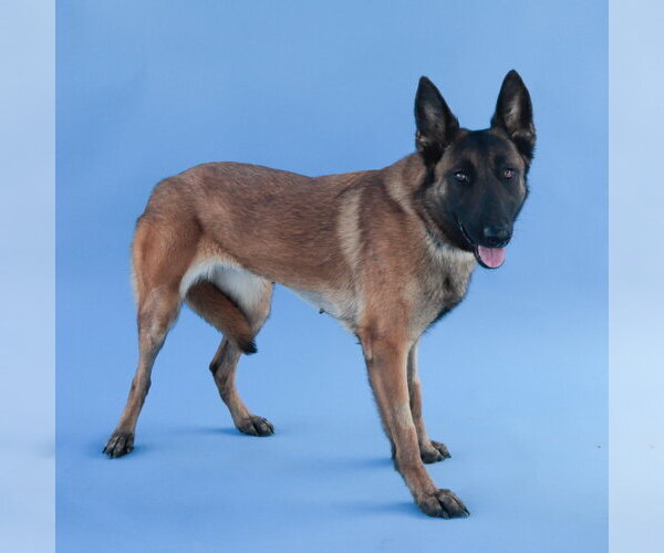 Medium Photo #2 Mutt Puppy For Sale in Pasadena, CA, USA