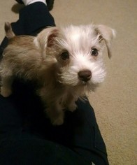Schnauzer (Miniature) Puppy for sale in DALLAS, GA, USA