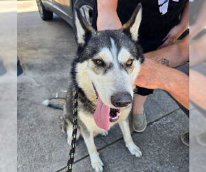 Medium Siberian Husky