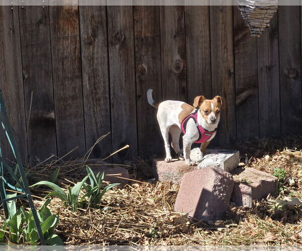 Medium Photo #2 Chihuahua-Unknown Mix Puppy For Sale in Aurora, CO, USA