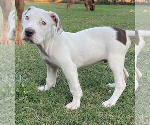American Pit Bull Terrier-American Staffordshire Terrier Mix Dogs for adoption in Holly Springs, NC, USA