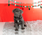 Small Photo #9 Cane Corso Puppy For Sale in BOURBON, IN, USA