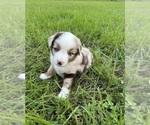 Puppy Puppy 2 Miniature Australian Shepherd