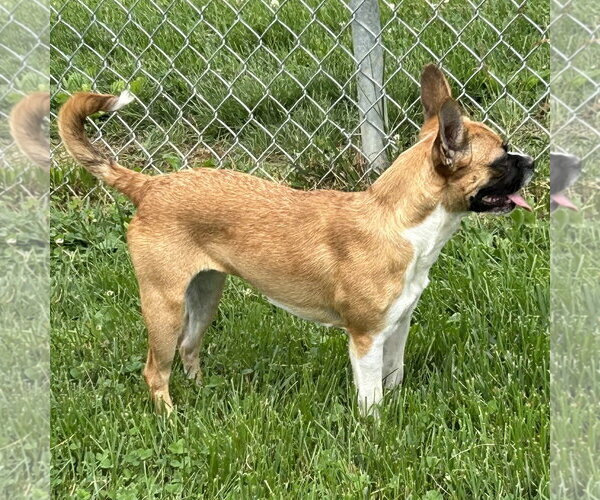 Medium Photo #2 Boston Huahua Puppy For Sale in Batavia, OH, USA
