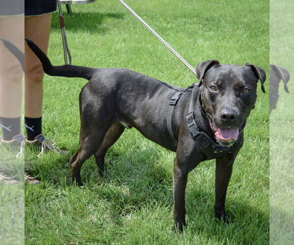 Medium Photo #2 American Staffordshire Terrier-Boxer Mix Puppy For Sale in Huntley, IL, USA