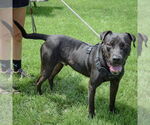Small #1 American Staffordshire Terrier-Boxer Mix