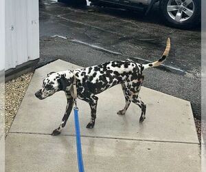 Dalmatian Dogs for adoption in GILBERTS, IL, USA