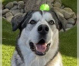 Robin D5205 (Gnoki) - Male Alaskan Malamute-Unknown Mix Dog for Adoption - Photo #2