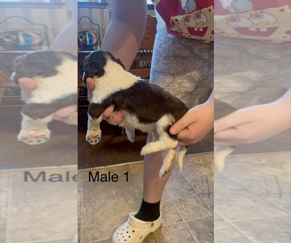 Medium Photo #3 Goldendoodle Puppy For Sale in SPARTANBURG, SC, USA