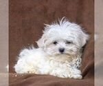 Small Photo #3 Maltese Puppy For Sale in READING, PA, USA