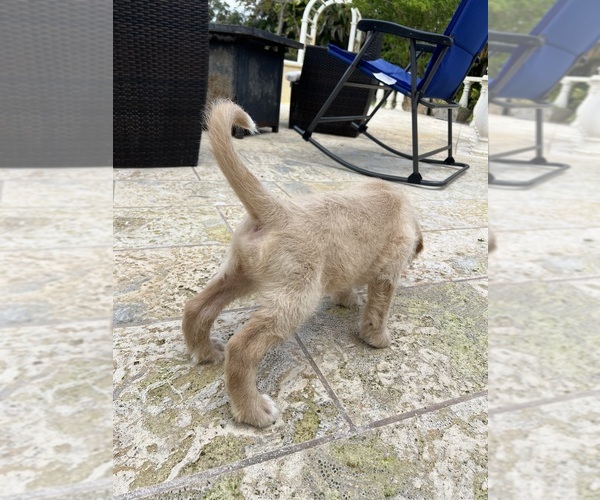 Medium Photo #2 Labradoodle Puppy For Sale in FORT LAUDERDALE, FL, USA