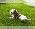 Small #6 Dachshund