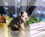Small Photo #2 Faux Frenchbo Bulldog Puppy For Sale in SAND LAKE, MI, USA