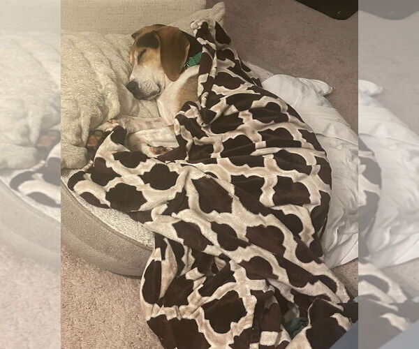 Medium Photo #7 Treeing Walker Coonhound-Unknown Mix Puppy For Sale in Greenbelt, MD, USA