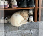 Small #2 Golden Pyrenees