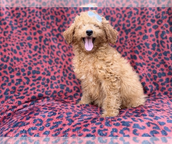 Medium Photo #2 Goldendoodle (Miniature) Puppy For Sale in LAKELAND, FL, USA