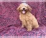 Darcy - Female Goldendoodle (Miniature) Puppy for Sale - Photo #2