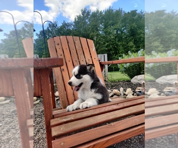 Medium Photo #13 Siberian Husky Puppy For Sale in AUBURN, NY, USA