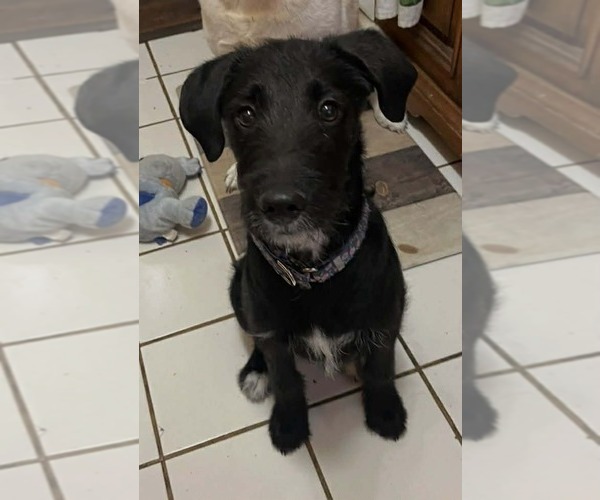 Medium Photo #7 Labradoodle Puppy For Sale in pomfret, CT, USA