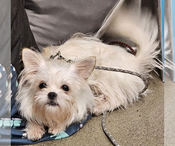 Medium Photo #2 ShiChi Puppy For Sale in Olalla, WA, USA