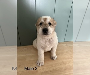 Central Asian Shepherd Dog Puppy for sale in NAMPA, ID, USA