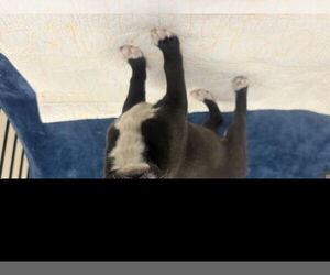 Mutt Dogs for adoption in Fort Wayne, IN, USA