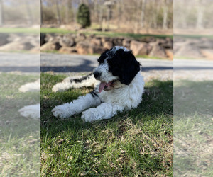 Bernedoodle Puppy for sale in DENVER, PA, USA
