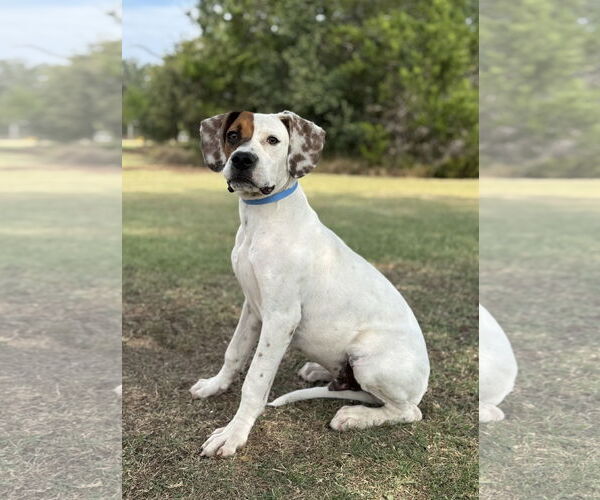 Medium Photo #6 Boxer-Unknown Mix Puppy For Sale in PIPE CREEK, TX, USA