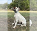 Small #5 Boxer Mix