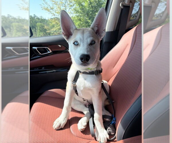 Medium Photo #3 Siberian Husky-Unknown Mix Puppy For Sale in Raleigh, NC, USA