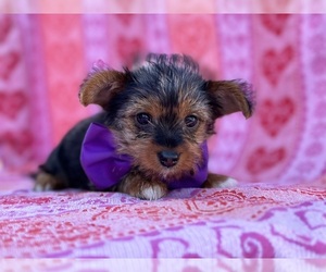 Yorkshire Terrier Puppy for sale in LANCASTER, PA, USA