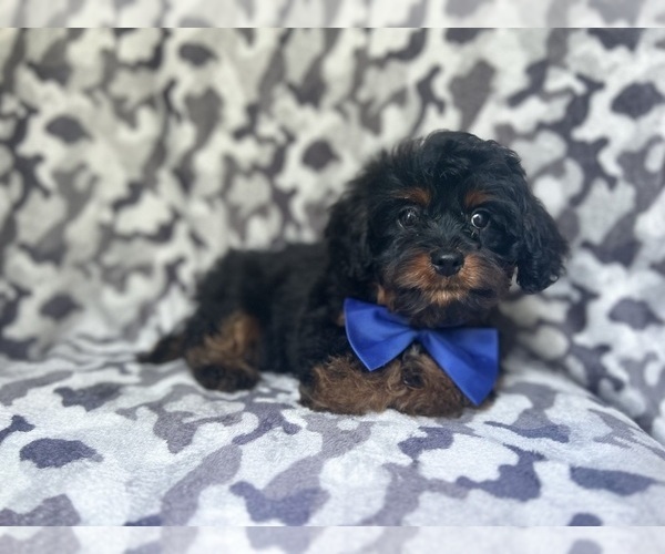 Medium Photo #5 Cavapoo Puppy For Sale in LAKELAND, FL, USA