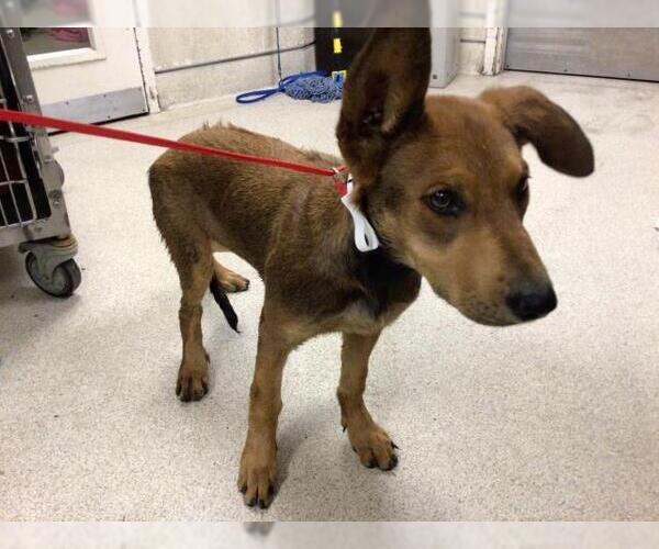 Medium Photo #1 Redbone Coonhound-Unknown Mix Puppy For Sale in Riverside, CA, USA