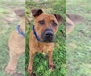 Plott Hound-Unknown Mix Dogs for adoption in Fort Lauderdale, FL, USA