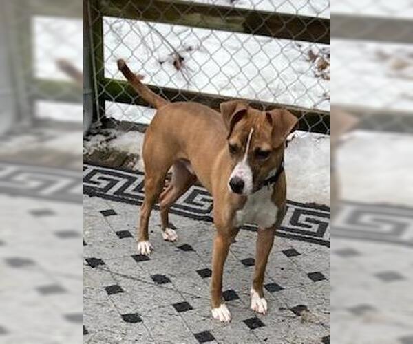 Medium Photo #5 Boston Terrier-Boxer Mix Puppy For Sale in Coventry, CT, USA