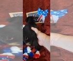 Small #8 Yorkshire Terrier