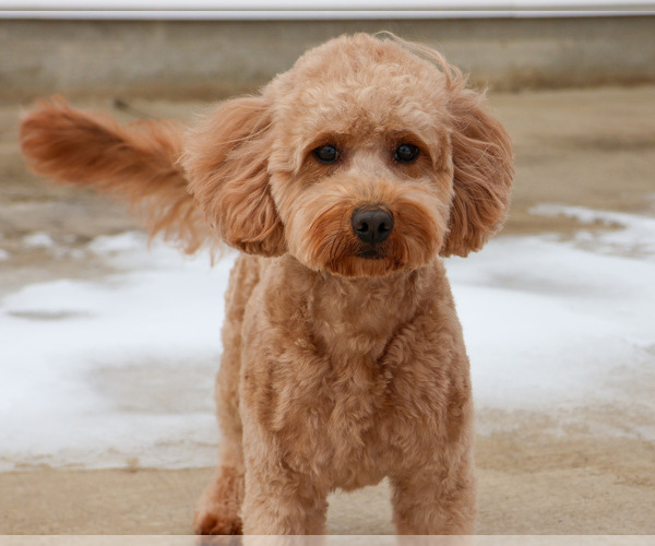 Medium Photo #4 Goldendoodle mix (+ Poodle Miniature) Puppy For Sale in SYRACUSE, IN, USA